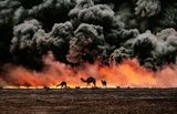 Struggling camels silhouetted against the oil-fire al-Ahmadi oil field Kuwait by Steve Mccurry contemporary artwork print