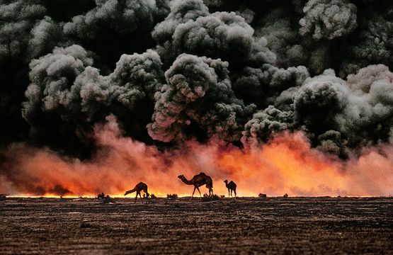 Struggling camels silhouetted against the oil-fire al-Ahmadi oil field Kuwait by Steve Mccurry contemporary artwork Print