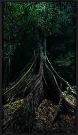 Capinuri 3 Breathing with the Forest by Marshmallow Laser Feast contemporary artwork photography print