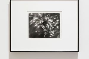 Ruth Bernhard