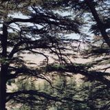 Cedrus Libani by Franck Christen contemporary artwork print