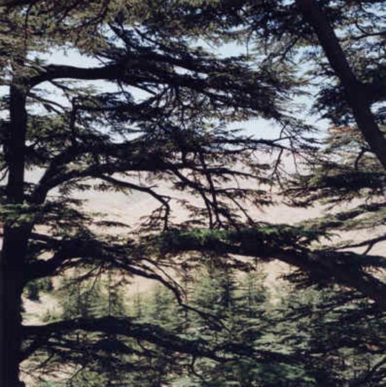 Cedrus Libani by Franck Christen contemporary artwork Print