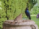Birdcage by David Claerbout contemporary artwork Moving Image