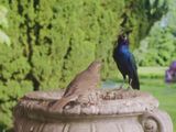 Birdcage by David Claerbout contemporary artwork moving image