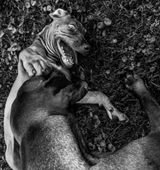 Untitled 3 by Jean Pigozzi contemporary artwork photography