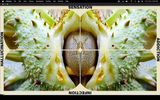 Insula by Brandon Tay contemporary artwork moving image