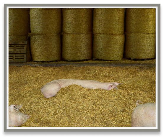 Schweine I Pigs I by Andreas Gursky contemporary artwork Photography
