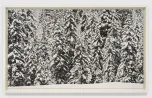 Untitled Lanserhof Forest by Robert Longo contemporary artwork Works on Paper