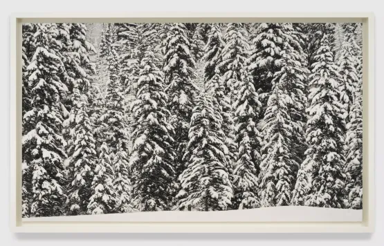 Untitled Lanserhof Forest by Robert Longo contemporary artwork Works on Paper