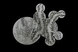 Untitled by Chen Xiaoyun contemporary artwork print