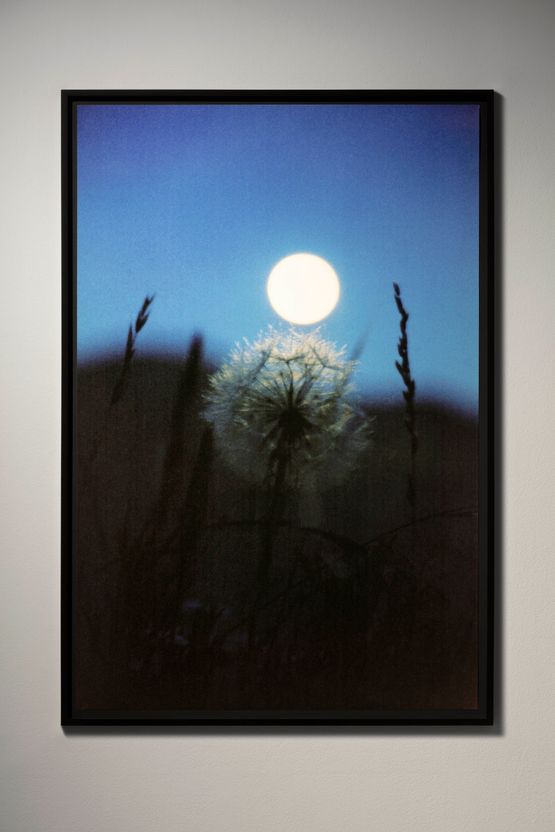 The Open Land by Moonlight 1993 by Rachel Rose contemporary artwork Photography