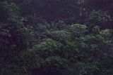 Apple Moth Trap by Robert Zhao Renhui contemporary artwork photography