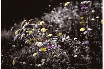 Tilyen Mucik contemporary artist