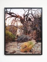 The Mecca Wash by Joyce Campbell contemporary artwork print