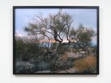 Last Light by Joyce Campbell contemporary artwork print