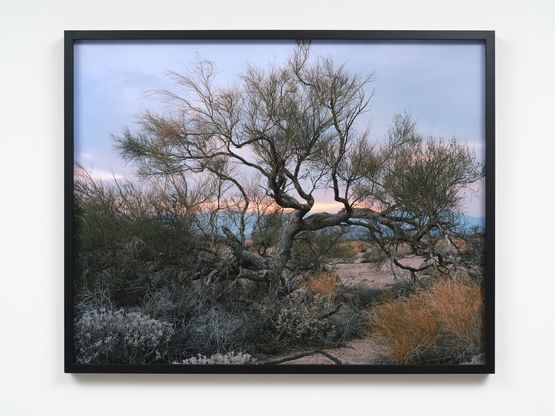 Last Light by Joyce Campbell contemporary artwork Print