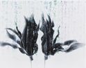 Gardenia- Butterfly Chase- by Chu Chu contemporary artwork Painting