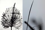 Reflections Nature Series 5  12 by Barbara Edelstein contemporary artwork drawing painting works on paper