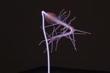 Hallucigenia 6 YOGA by Martin Walde contemporary artwork sculpture