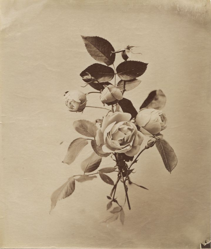 AUGUST KOTZSCH