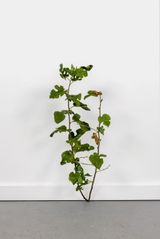Weed 791 by Tony Matelli contemporary artwork sculpture