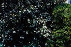 Erika Yoshino contemporary artist