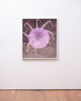 Nocturne Octopus by Gavin Hipkins contemporary artwork print