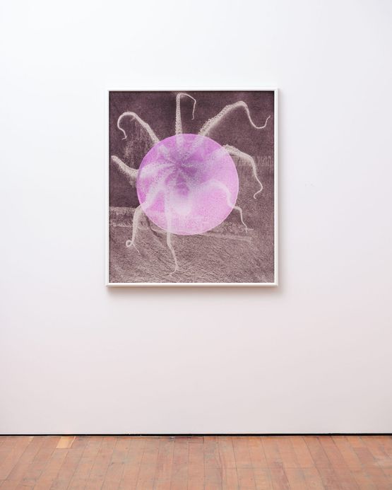 Nocturne Octopus by Gavin Hipkins contemporary artwork Print