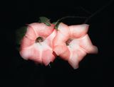 Day for Night Datura Taranaki by Greta Anderson contemporary artwork photography