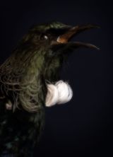 My Tui Sings South Canterbury Museum by Fiona Pardington contemporary artwork photography