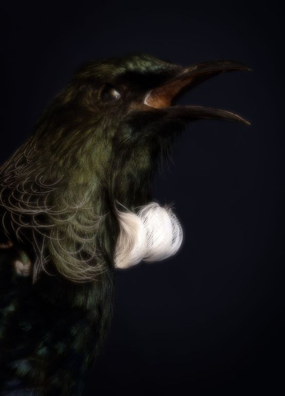 My Tui Sings South Canterbury Museum by Fiona Pardington contemporary artwork Photography