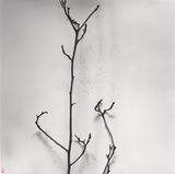 Whispers of Trees-Magnolia-The Universe in a Nutshell by Chu Chu contemporary artwork photography works on paper
