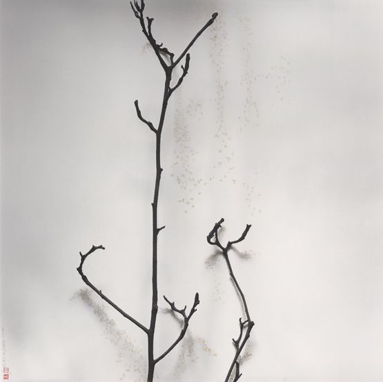 Whispers of Trees-Magnolia-The Universe in a Nutshell by Chu Chu contemporary artwork Works on Paper