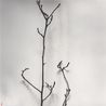 Whispers of Trees-Magnolia-The Universe in a Nutshell by Chu Chu contemporary artwork Works on Paper