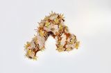 Delicate II by Sahlah Davids contemporary artwork mixed media