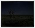 PinyonJuniper Trees from 2002 Long Mesa Fire Mesa Verde National Park Colorado 2024 by An-My Le contemporary artwork Print