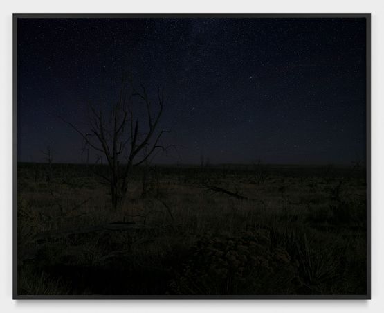 PinyonJuniper Trees from 2002 Long Mesa Fire Mesa Verde National Park Colorado 2024 by An-My Le contemporary artwork Print