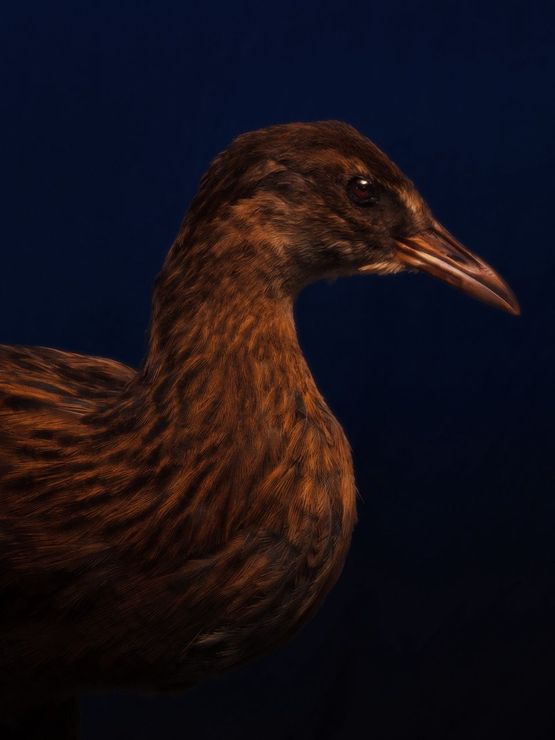 South Island Weka South Canterbury Museum by Fiona Pardington contemporary artwork Print
