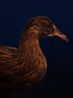 South Island Weka South Canterbury Museum by Fiona Pardington contemporary artwork Print