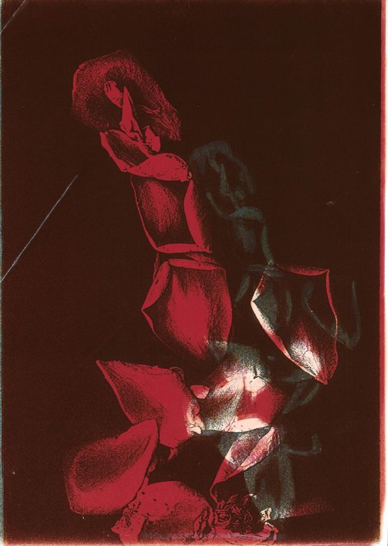 Untitled red petals by Pati Hill contemporary artwork Print