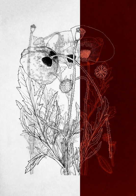 Knowing the Land 6 by Dor Guez contemporary artwork Photography