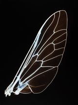 Baby Wings  3 by Angelika Krinzinger contemporary artwork photography