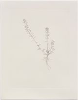 Shepherds Purse Out of Place by Michael Landy contemporary artwork print
