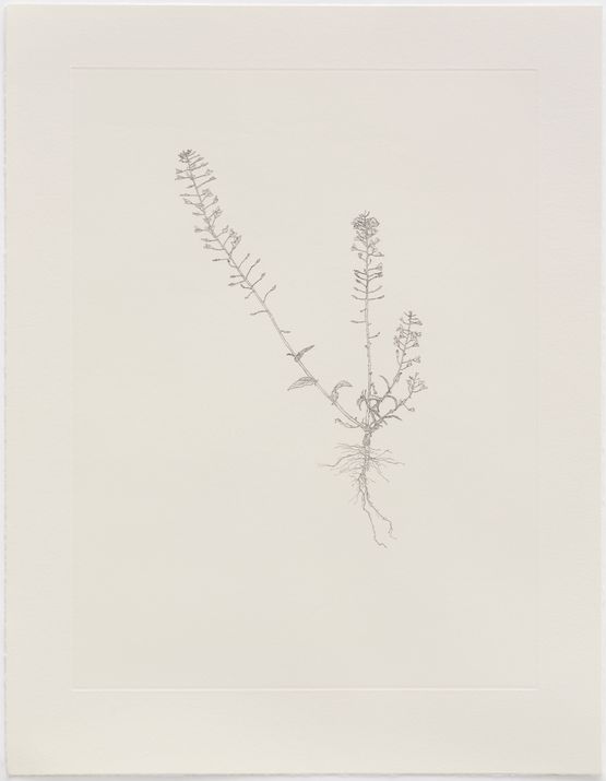 Shepherds Purse Out of Place by Michael Landy contemporary artwork Print