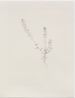 Shepherds Purse Out of Place by Michael Landy contemporary artwork Print