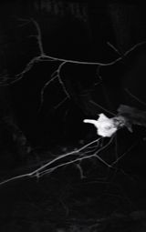 Nocturnal Assembly 8 by Anne Noble contemporary artwork print
