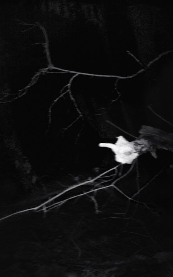 Nocturnal Assembly 8 by Anne Noble contemporary artwork Print