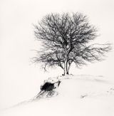 Hill Edge Tree Shibecha Hokkaido Japan by Michael Kenna contemporary artwork photography
