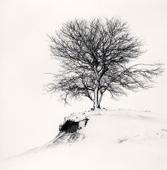 Hill Edge Tree Shibecha Hokkaido Japan by Michael Kenna contemporary artwork Photography