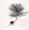 Hill Edge Tree Shibecha Hokkaido Japan by Michael Kenna contemporary artwork Photography